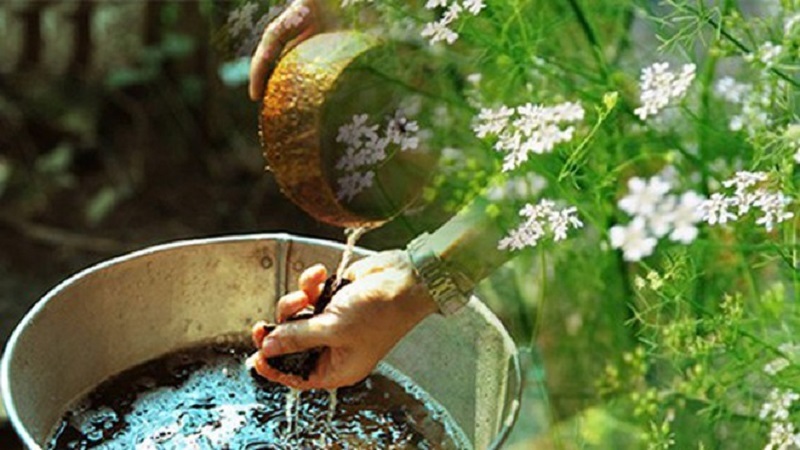 Cách nấu nước lá mùi già tắm tất niên thơm lâu, dễ làm tại nhà 2 Cách nấu nước lá mùi già tắm tất niên thơm lâu, dễ làm tại nhà