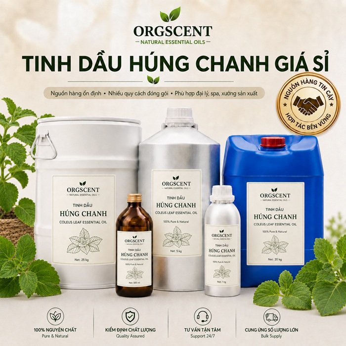 Ảnh minh họa: Sản Phẩm Tinh Dầu Húng Chanh Giá Sỉ & Bán Buôn Số Lượng Lớn (Lít, Kg, Can, Phuy)